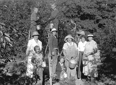 Islanders picking fruit